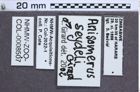Etikette zu Anisomerus seydeli (NHMW-ZOO-COL-0008507)